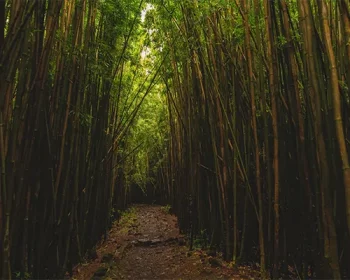 Bamboo forest on Maui.