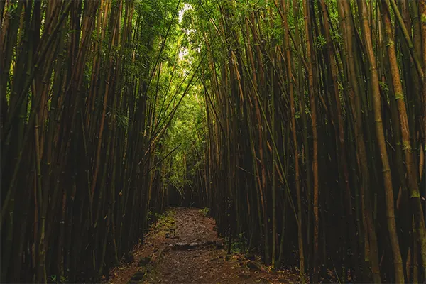 Bamboo forest on Maui. 