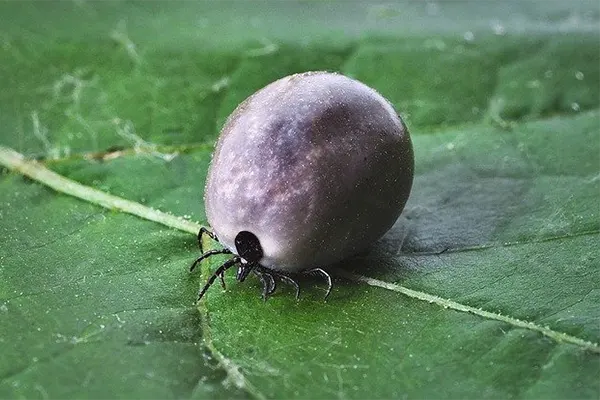 Tick on a green leaf. 