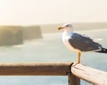A seagull perched on a wooden balcony overlooking the ocean.