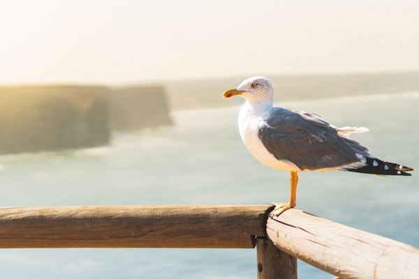 A seagull perched on a wooden balcony overlooking the ocean.