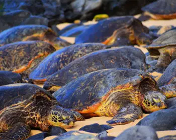 Sea turtles resting on the beach