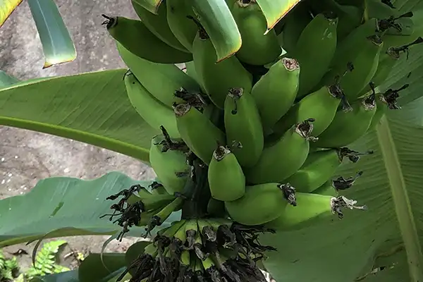 Bananas on banana tree in Iao Valley. 