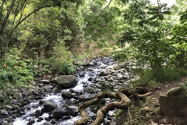 Stream in Iao Valley. 