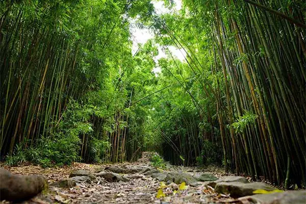 Bamboo forest on Maui. 