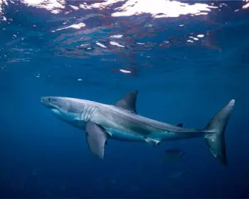 A great white shark underwater.