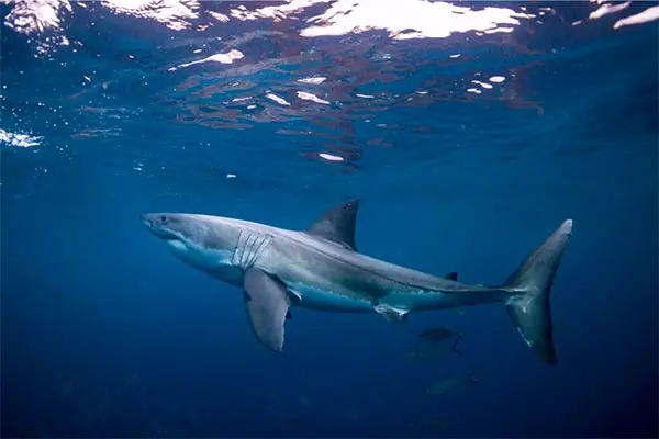 A great white shark underwater. 