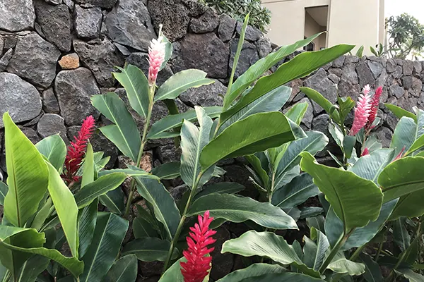 Red ginger on Maui at the Kor resort. 