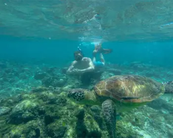 Snorkeler swimming with turtles.