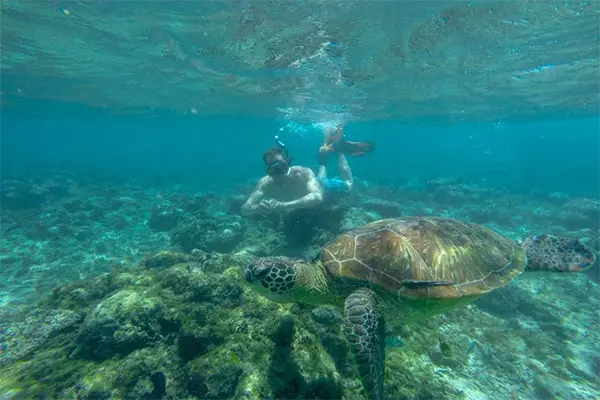 Snorkeler swimming with turtles. 