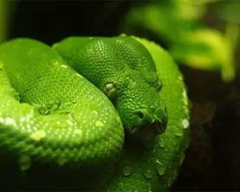 Green snake coiled on a branch.