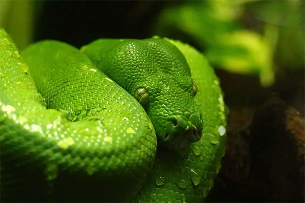 Green snake coiled on a branch. 