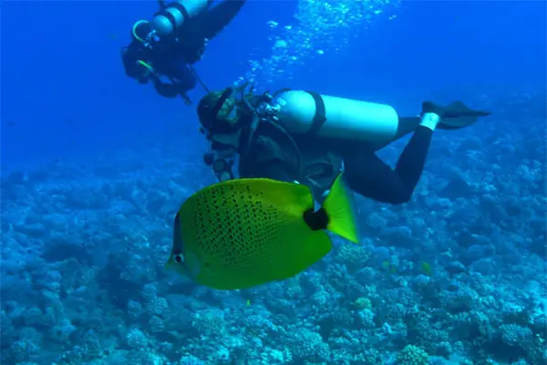 Scuba diver swimming by yellow tropical fish. 
