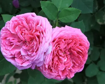 A reddish pink rose in a garden.