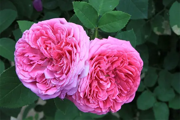 A reddish pink rose in a garden. 