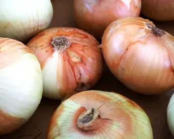 Fresh sweet onions at a farmers market road stand in Maui, Hawaii