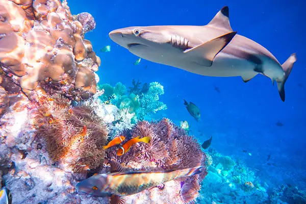 Shark swimming near coral and small fish swimming near the shark. 