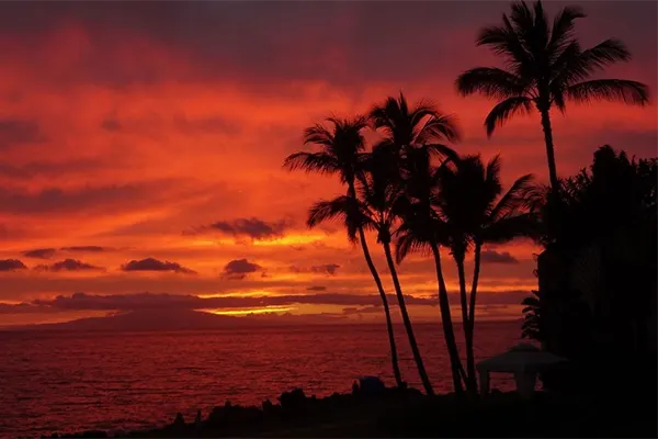 Sunset at the beach with palm trees. 