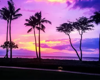Sunset in Hawaii with palms and the ocean in the distance.