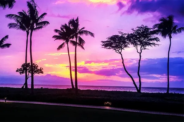 Sunset in Hawaii with palms and the ocean in the distance. 