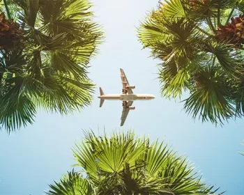 Plane flying above palm trees.
