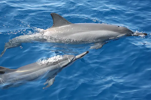 Two dolphins swimming in the ocean.
