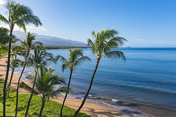 Beach view with palms and gentle waves. 