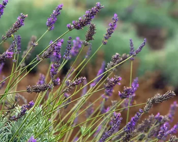 Close up shot of lavender.