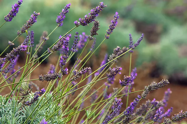 Close up shot of lavender. 