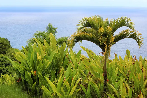 Palms and green vegetation with the ocean in the background. 