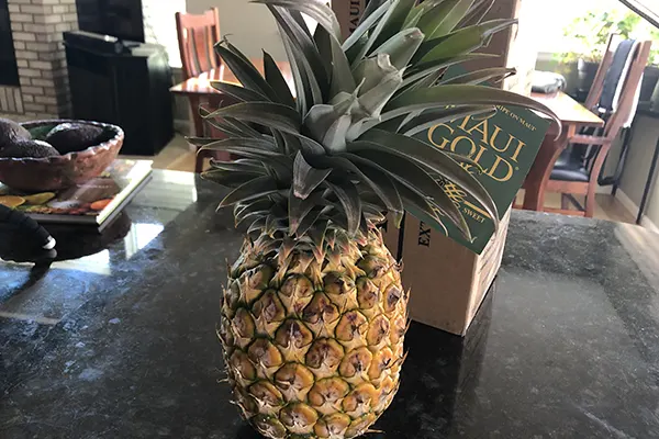 Maui Gold Pineapples opened in the kitchen.