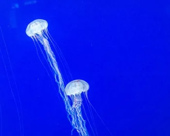 The box jellyfish is the biggest danger to be found on Maui
