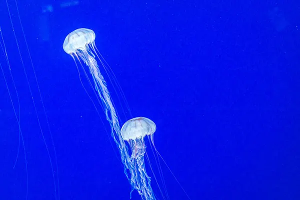 The box jellyfish is the biggest danger to be found on Maui