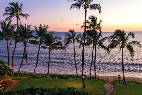 Coconut trees at Maui Beach