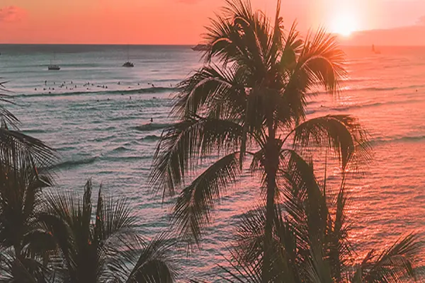 Palm trees stranding above the ocean as the sun sets beyond the horizon.