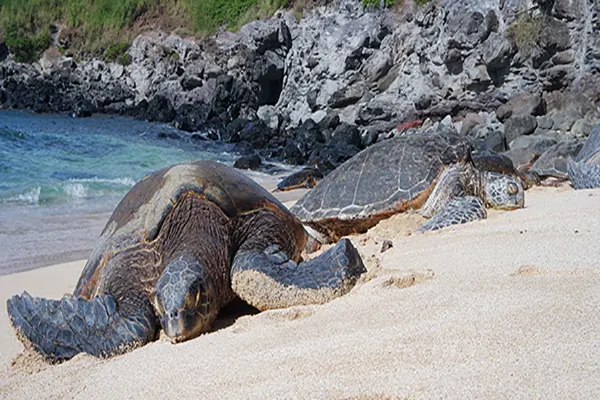 Turtles on the beach in Maui.