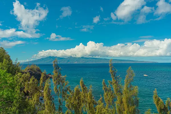 View of the ocean through vegetation