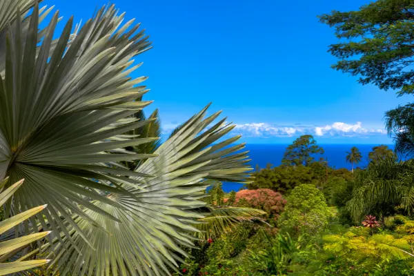 Palms and other vegetation with the ocean in the distance.