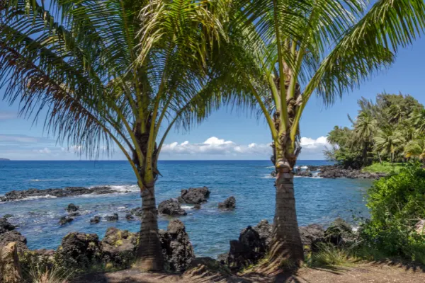 Palm trees and rocks and a quiet ocean on a clear day.