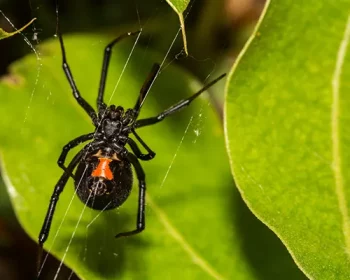 Black widow spider on its web.