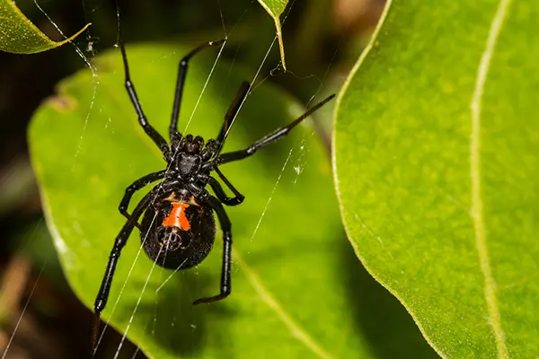 Black widow spider on its web.