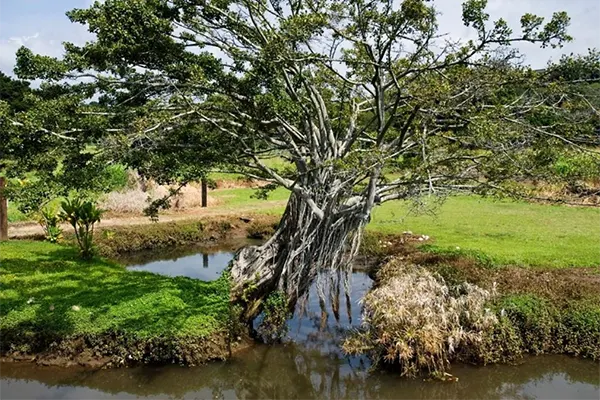 Banyan tree in Maui. 