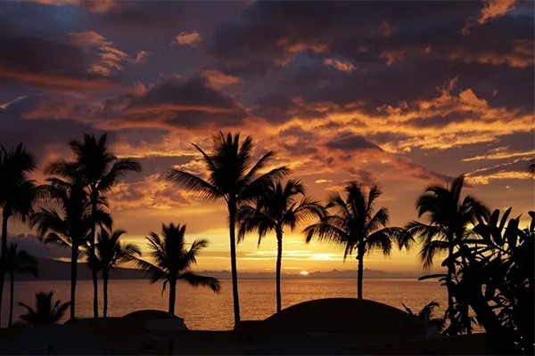 Palm trees facing the ocean as the sun sets beyond the horizon. 