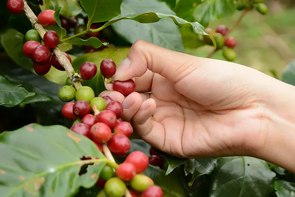 Coffee beans being picked off a branch.