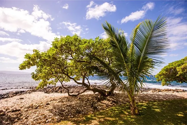 Tree near the beach in Maui. 