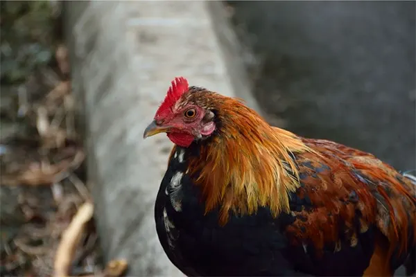 Close up picture of a chicken.