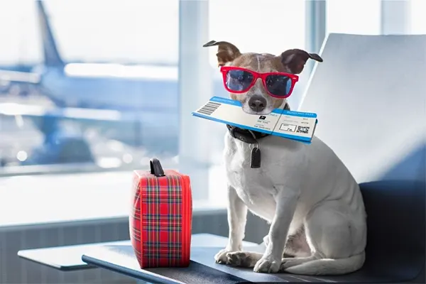 Dog wearing red sunglasses at the airport with a ticket in his mouth. 