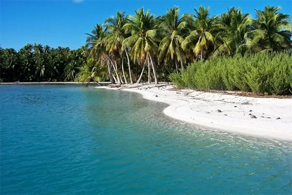 Isolated beach surrounded by palm trees and tall grass.