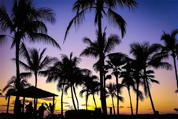 A band playing by the beach under palm trees at sunset. 