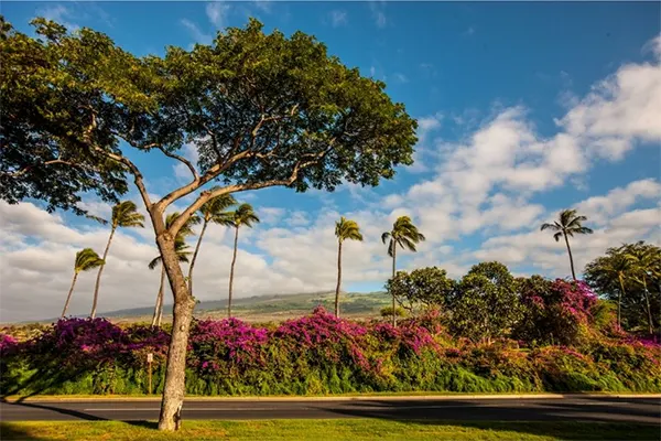 Vegetation along the road in Maui. 